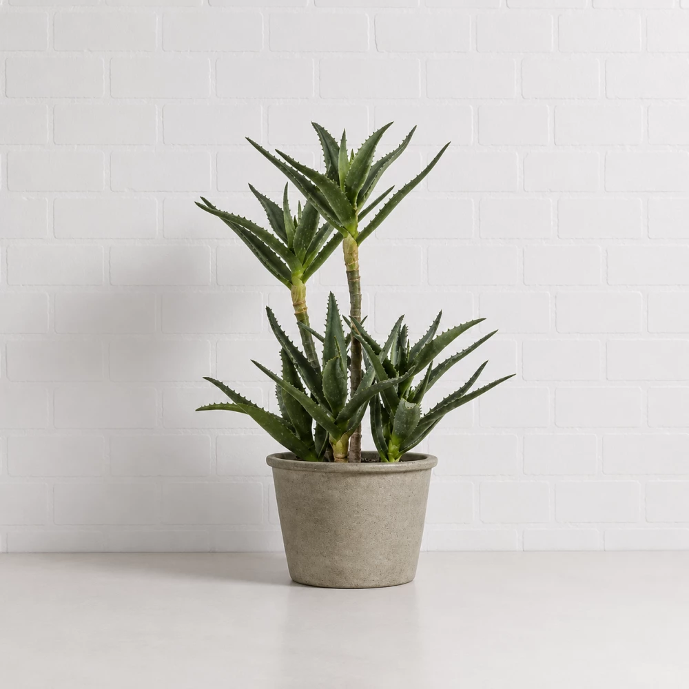 Potted Aloe Plant Hire Fff2