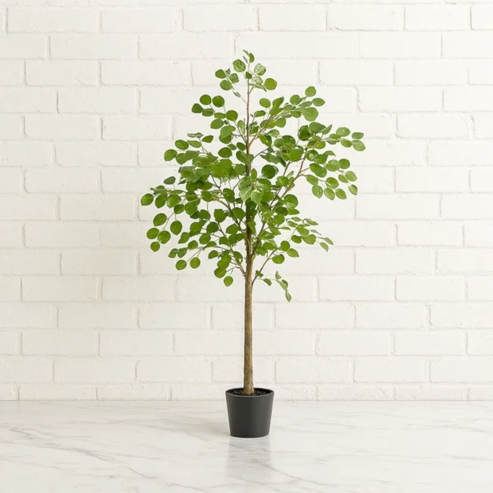 Potted Eucalyptus Plant Hire