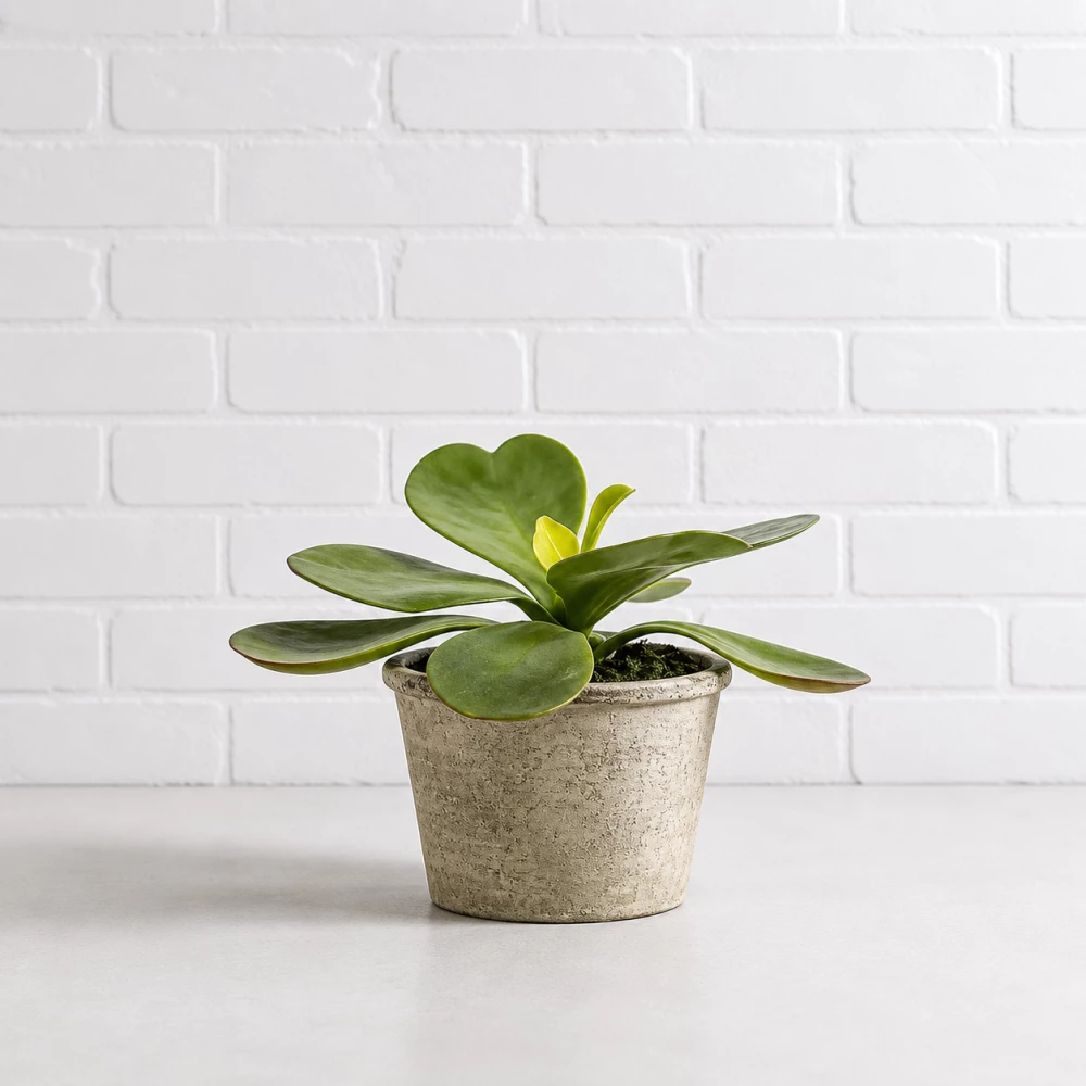 Potted Kalanchoe Plant Hire Ff