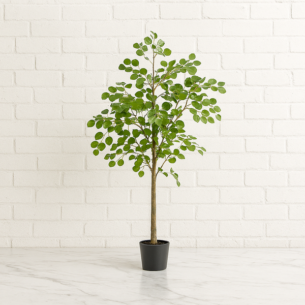 potted eucalyptus plant hire