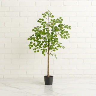 Potted Eucalyptus Plant Hire