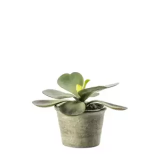 Potted Kalanchoe